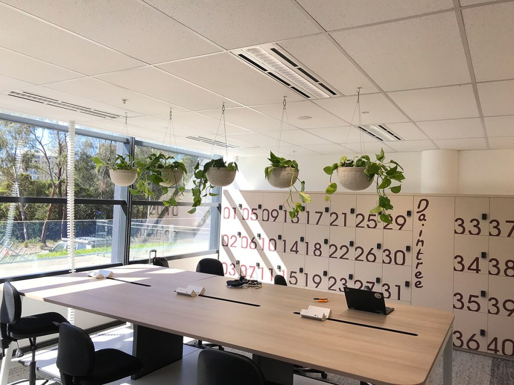 Hanging - Devil's Ivy in White Hangers