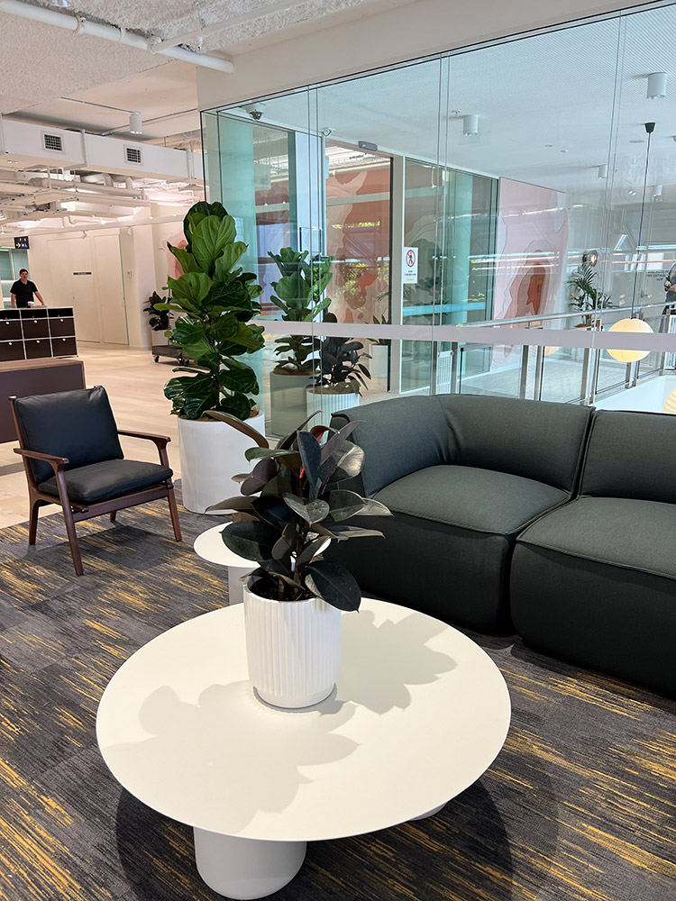 Planters - Malmo Bench with Rubber Tree