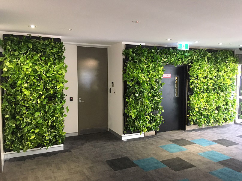 Vertical Greenery - Green Wall in Client Service Area in Hurstville