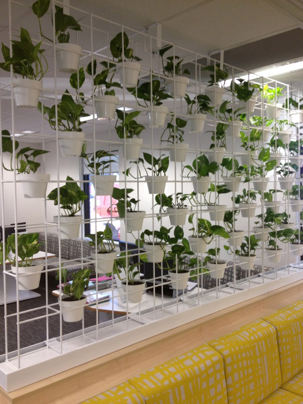 Vertical Greenery - Vertical Garden in Sydney Client